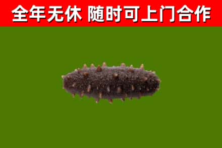 吉木萨尔回收海参干